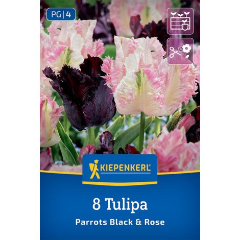 Kiepenkerl Herbstblumenzwiebel Tulpen Parrots Black & Rose 8 Stück (1/2)