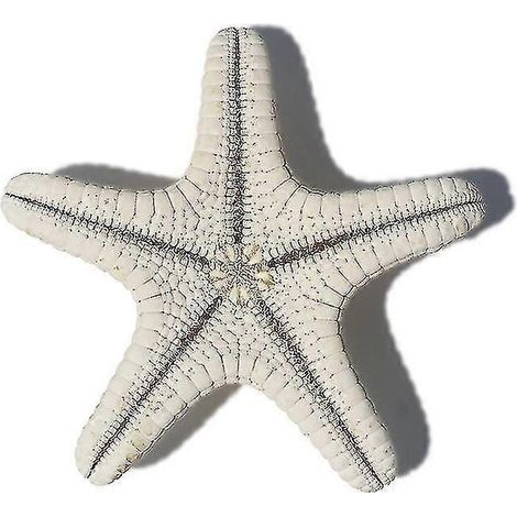 Étoile de mer décorative naturelle pour micro-paysage d'aquarium (blanche, 4 pièces) (1/5)