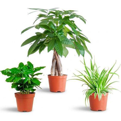 Mélange de 3 Plantes d'Intérieur Non Toxiques pour Animaux et Enfants - Pachira et Caféier - Ø12 cm - PANGIVO (1/3)