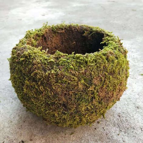 Boule de mousse japonaise en pot pour jardin d'intérieur, pot de fleurs en mousse (1/2)