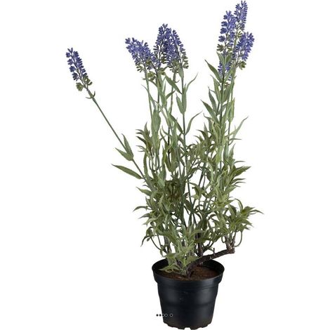 Lavande artificielle en pot H 40 cm 9 fleurs (1/2)