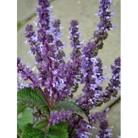 Sauge verticillée 'Hannay's Blue' Godet de 8/9 cm (1/4)