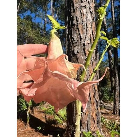 brugmansia (angels trumpet) 3 cuttings  double peach