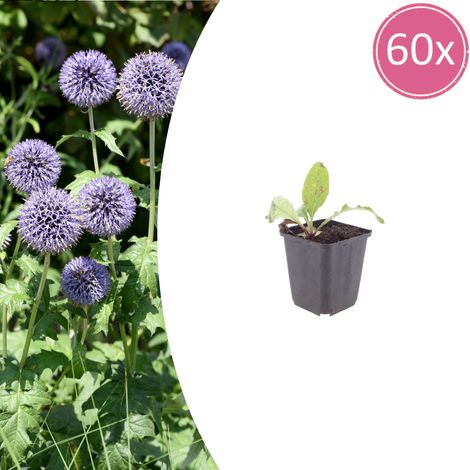 Lot de 60 Echinops ritro Chardon Boule Vivace Fleurs Bleu Acier Hauteur 10-25 cm Pot Ø 9 cm - PANGIVO (1/5)