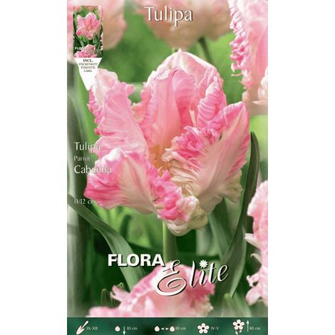 BULBI AUTUNNALI TULIPANO CABANNA CONFEZIONE DA 7 BULBI BULBS BULBES