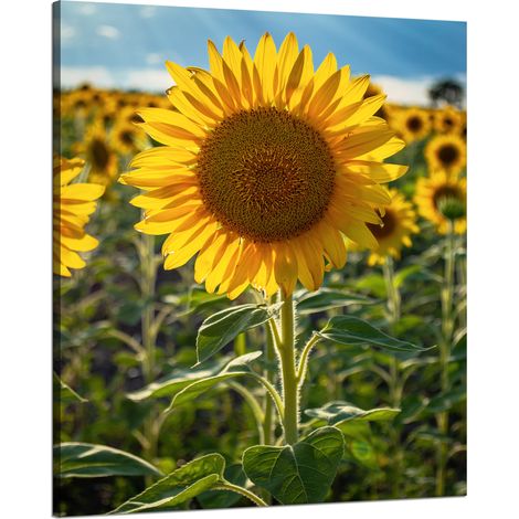Lienzo impreso Botánica Campo de girasoles 80x100