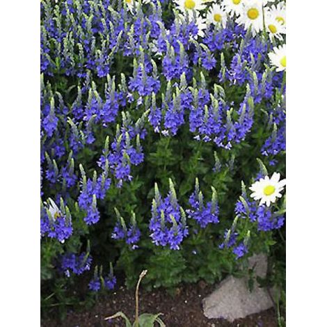Véronique d'Autriche 'Knallblau' Godet de 8/9 cm