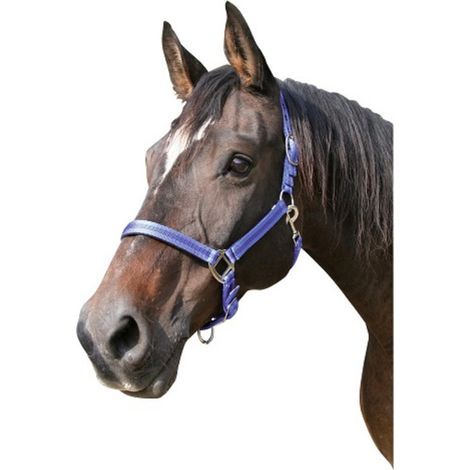 Kerbl Cabazada Horse Mustang, nylon, doppia regolazione, blu, taglia 1