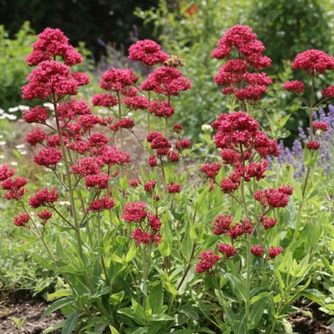 Valériane des jardins rouge/Godet - 5/20 cm