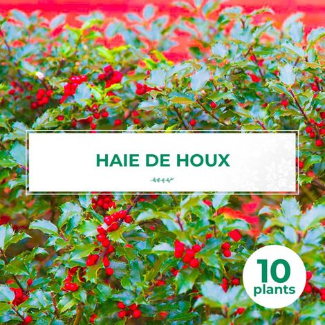 10 Houx (Ilex Aquifolium) - Haie de Houx (1/4)