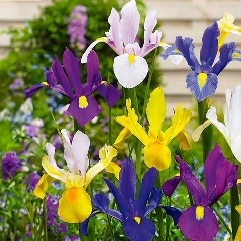 Bloomique - Mélange de 50 - Iris Hollandica - Iris hollandais - Mélange de couleurs - Bulbes à fleurs - Floraison printanière - Plantes vivaces - Pousse jusqu'à 50-60 cm (1/5)
