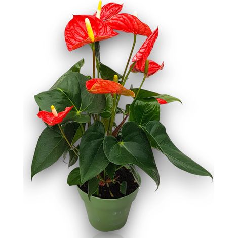 Gardenaria Anthurium andreanum 'Madural' - Pianta da interno ornamentale - Altezza: 65 cm (vaso 17)