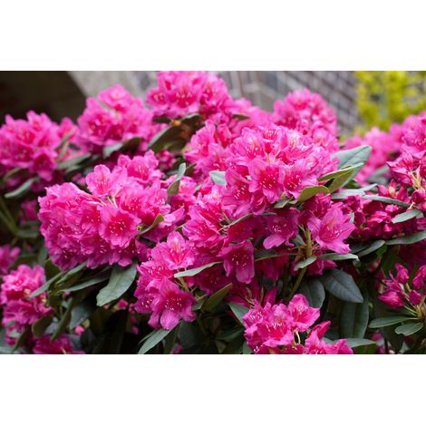 Rhododendron-Hybride 'Dr.H.C.Dresselhuys' Rhododendron Hybr.'Dr. H. C. Dresselhuys' C 5 30- 40 (1/2)