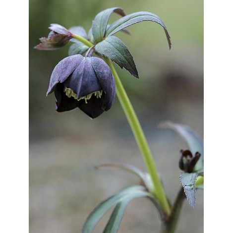 Hellébore torquatus Pot de 12 cm / 13 cm (1/2)