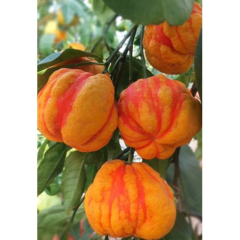 Oranger Bizzarria (Citrus aurantium Bizzarria) Pot Ø20cm photo actuelle h 80cm