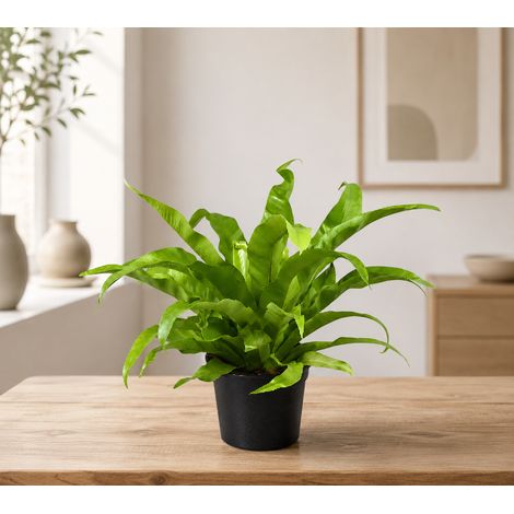 Gardenaria Asplenium antiquum - Pianta da interno ornamentale - Altezza: 25 cm (vaso 12) (1/5)