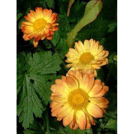 Marguerite d'automne 'Dernier Soleil' Godet de 8/9 cm