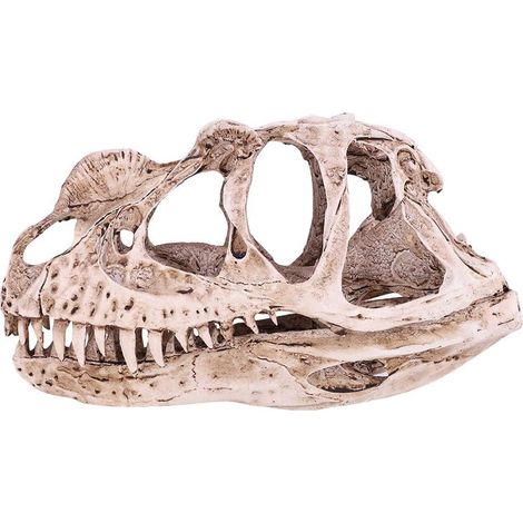 Crâne de dinosaure, os de dinosaure, réplique en résine, sculptures de tête, modèle squelette de dinosaure, statue décoration de bureau à domicile, bibliothèque, présentoir d'étagère (1/5)