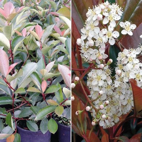 Planta de Potinia Fotinia Photinia RED Robin. Altura 40 - 50 Cm