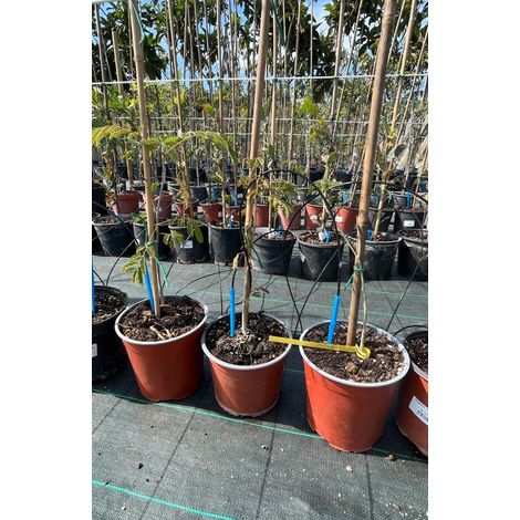Albizia Julibrissin-pianta giovane (1/2)
