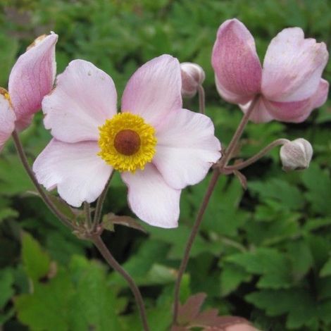 4 x Anémone du Japon  - Anemone tomentosa 'Albadura'  - godet (1/5)