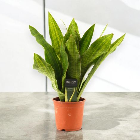Gardenaria Sansevieria trifasciata aubry. 'Nite' - Pianta da interno ornamentale - Altezza: 45 cm (vaso 14) (1/5)