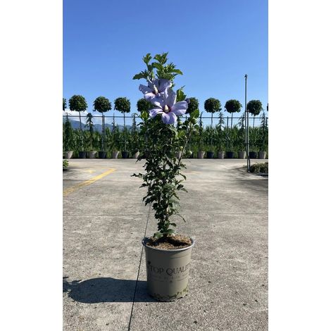 Gardenaria Ibisco - Hibiscus syriacus sup 'Blue' - Arbusto ornamentale da giardino - Altezza: 40/60 cm (vaso19) (1/2)