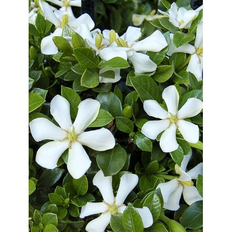 Gardénia, Jasmin du Cap 'Pinwheel' Pot de 2L/3L (1/5)
