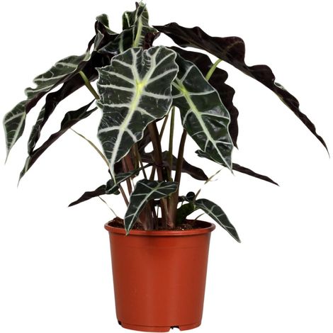 Alocasia Polly - Plante d'Intérieur Décorative - Feuilles Brillantes - Pot Ø17cm - Hauteur 45cm - PANGIVO (1/4)