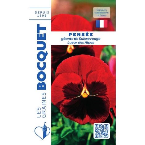 Pensée géante de Suisse rouge Lueur des Alpes - 0,5g