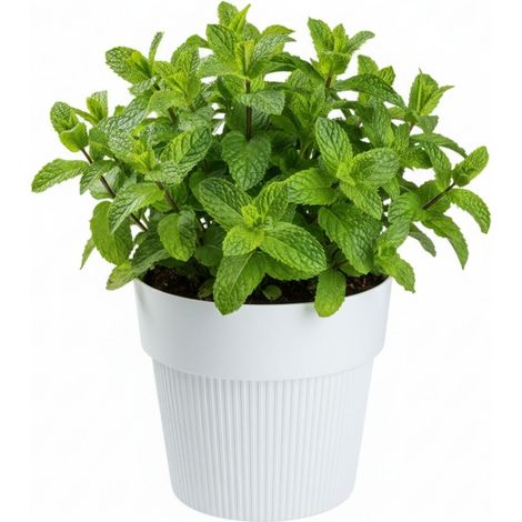 SILVA LINE Recycling-Blumentopf, weiß, H 13,8 x 16 cm