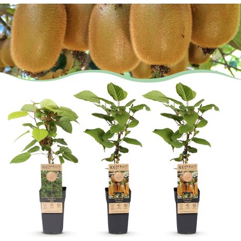 Kit de 3 Pieds de Kiwi Actinidia Weiki et Hayward - 1 Mâle et 2 Femelles - Hauteur 50 cm - PANGIVO