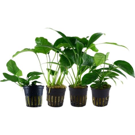 Pflanzen Set mit 4 Anubias Aquariumpflanzen Set Nr.134