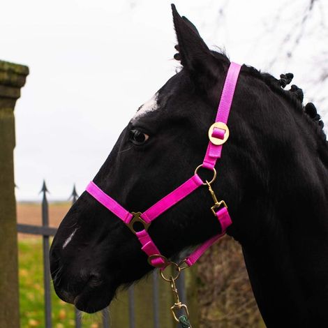 1 Licol Cheval Réglable 2 Positions Nylon Robuste Écurie Pâturage Demi-Sang (1/5)