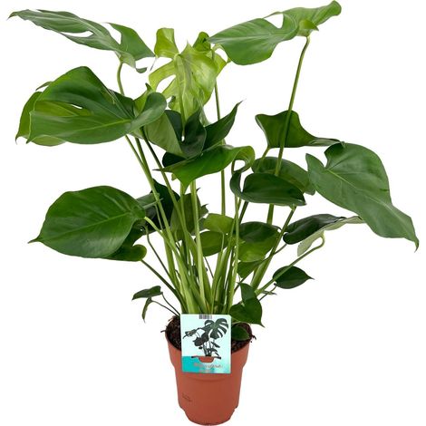Monstera Deliciosa - Plante d'Intérieur Tropicale à Grandes Feuilles - Pot Ø19 cm - Hauteur 60 cm - PANGIVO (1/4)