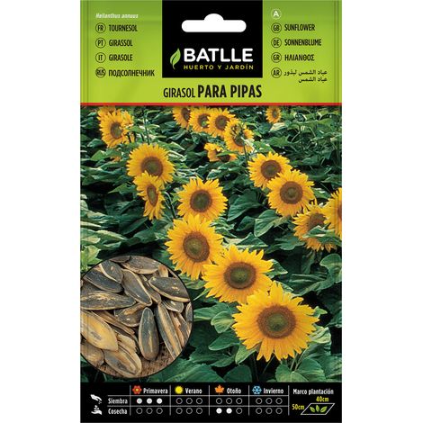 Semillas de Girasol para pipas Batlle