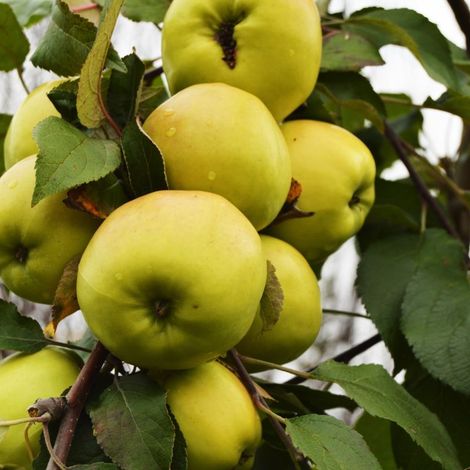 Pommier nain 'Apple Me' ® Golden (Malus communis 'Apple Me' ® Golden)