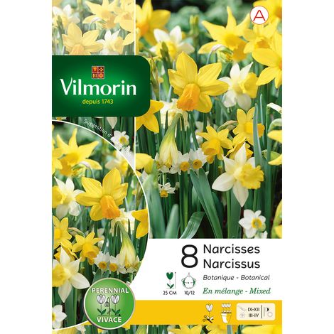 Vilmorin Narcisse Botanique en Mélange (x8) (1/3)