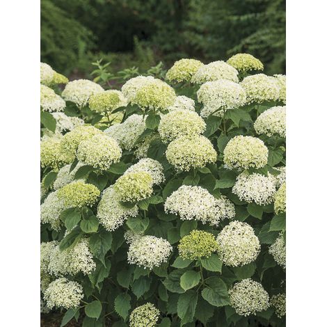 Hortensia de Virginie 'Bellaragazza Limetta' Pot de 4L/5L (1/2)