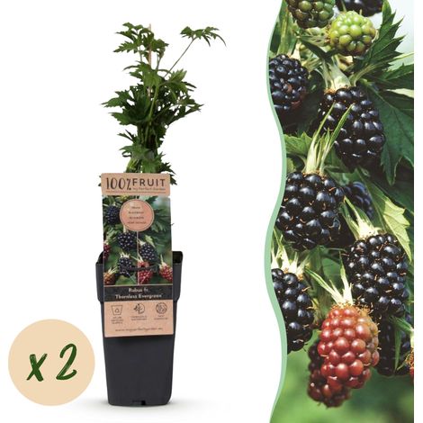 Mûrier sans Épines Rubus fruticosus Thornless Evergreen - Lot de 2 Plantes - Pot 15cm H 50cm - PANGIVO (1/5)