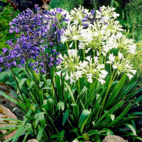 Agapanthe africaine (Agapantheus africanus) - Variété Twister - Plante de jardin - Lot de 4 plantes d'extérieur - Rustique (1/5)