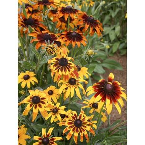 Rudbeckie 'Gloriosa Daisy' le sachet de 1100 graines (1g) (1/2)