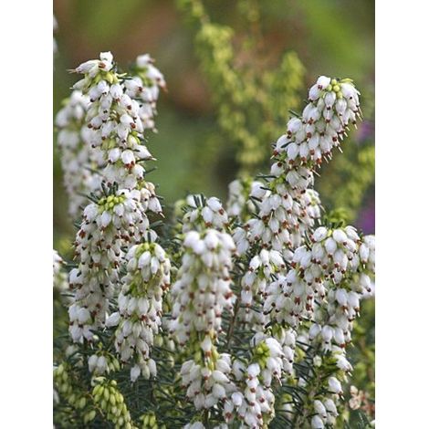 Bruyère des neiges 'Winter Belles Katia' Godet de 8/9 cm