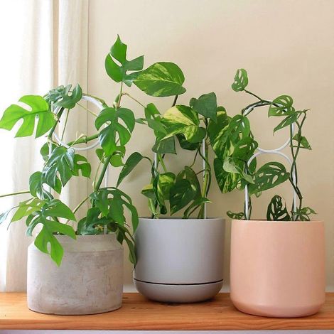Support de treillis pour plantes d'intérieur (lot de 3) en métal, pour la culture de plantes en pot à la maison, à l'extérieur, dans le jardin ou la cour. (1/4)