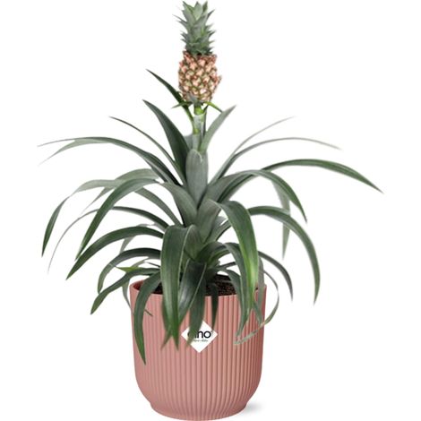 Plante d'Intérieur Ananas Mi Amigo avec Pot 14 cm Rose - Plante Dépolluante - PANGIVO (1/5)