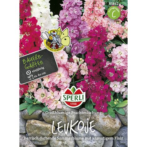 Sperli – Matthiole à grandes fleurs Prachtmischung – Graines de fleurs, annuelle, hauteur env. 60 cm (1/2)