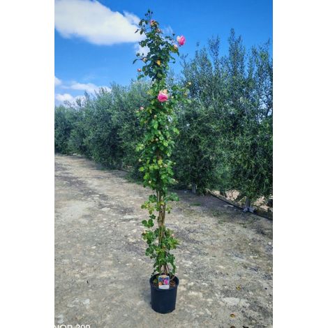 ROSA RAMP. VASO 24 H.210 PIERRE DE RONSARD