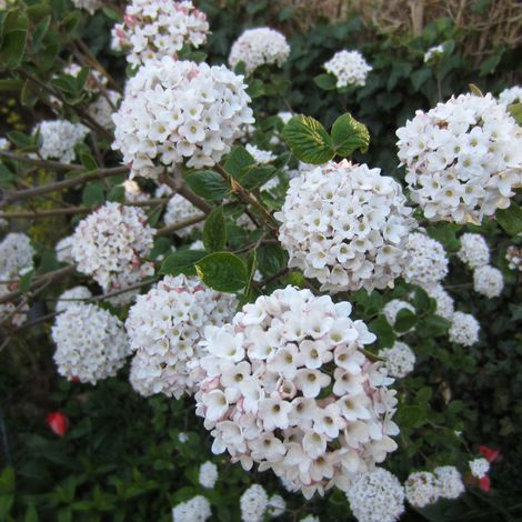 Viorne carlcephalum - Viburnum carlcephalum  - 60-80 cm pot