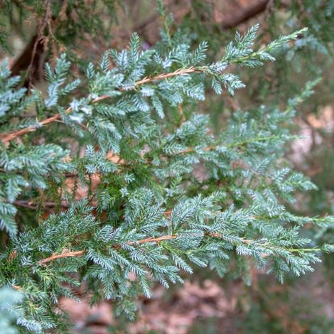 Genévrier écailleux Blue Star - Juniperus squamata Blue Star Hauteur de tige 80cm Pot 11L (1/4)