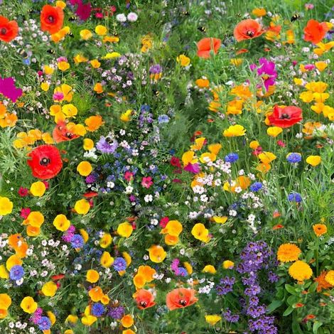 Graines de Fleurs Sauvages – 1000 Graines – Mélange Coloré – Plantes Mellifères – Idéal pour Prairie Fleurie